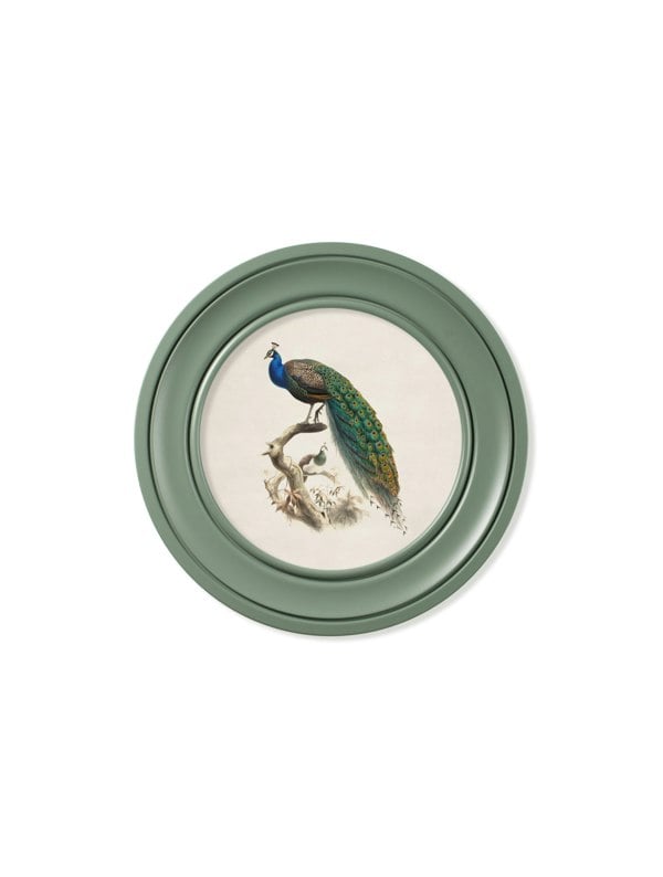 Exceptional Art c.1800s Peacock in Green Round Frame