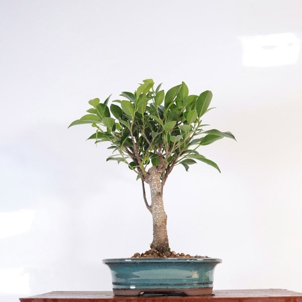 Yorkshire Bonsai Ficus Microcarpa (Banyan Fig) Indoor Bonsai Tree | Broom | In 16cm Pot | Excellent Gift