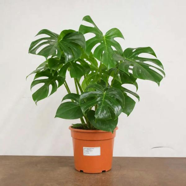 Monstera Deliciosa Cheese Plant 19cm Pot – Easy Care Large Indoor Houseplant