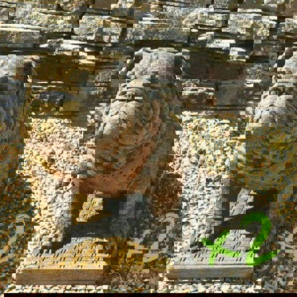 EXCLUSIVE Pair Life Size Sitting British Bulldogs Ornament Statue Hand Made in UK