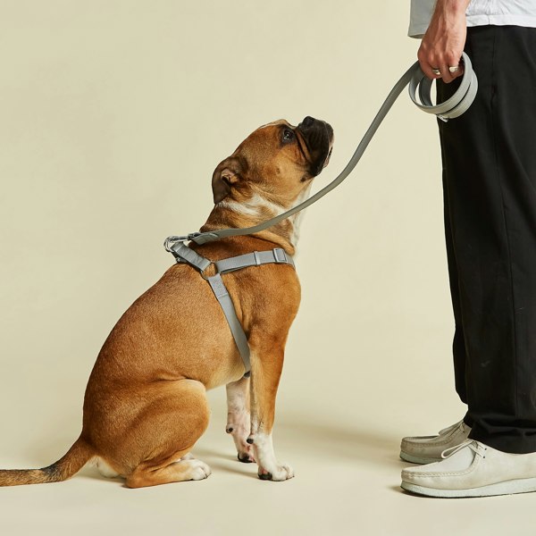 Large Grey Dog Harness with Matching Lead by Barc London