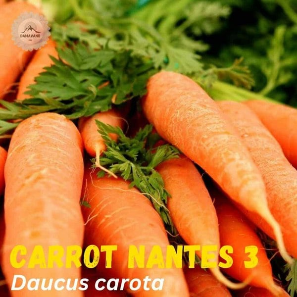 a bunch of carrots with leaves - Early Nantes 3 Carrot Seeds