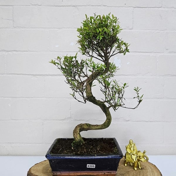 Yorkshire Bonsai Brush Cherry (Syzygium) Bonsai Tree | Shaped | In 20cm Pot