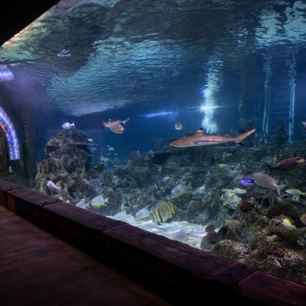 Virgin Experience Days Dive With Sharks At Skegness Aquarium