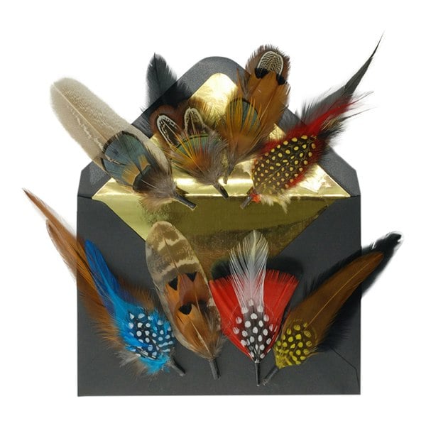 Gamble & Gunn Feather Mounts - Collection of 8 (Pack B)