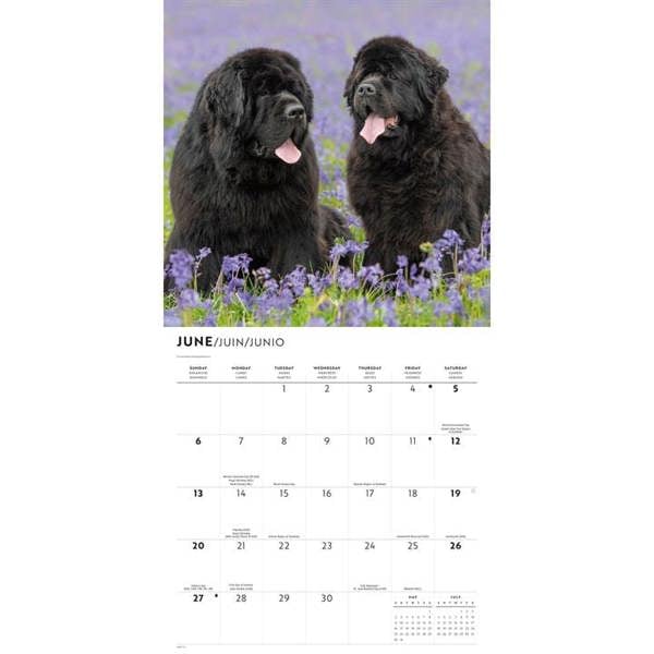 Newfoundlands Calendar 2027, Wall Calendars, Month To View, Dogs, Gift