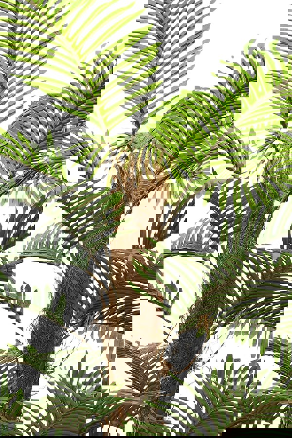 Living and Home 160cm Artificial Palm Tree Potted for Garden, Office & Home Decor