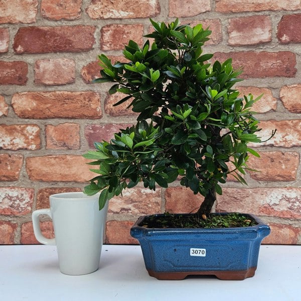 Yorkshire Bonsai Azalea (Rhododendron) Bonsai Tree | Shaped | In 15cm Pot