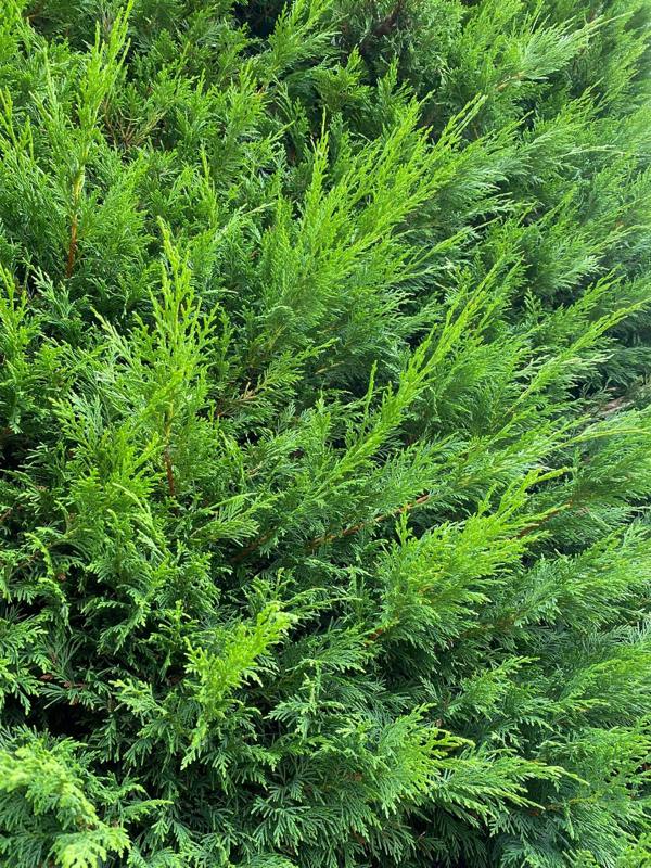 Direct Plants 3x Green Leylandii Cupressocyparis Leylandii Hedging Trees 3-4ft Supplied in 3 Litre Pots