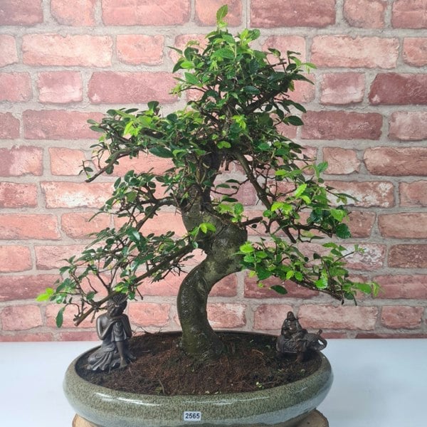 Large Chinese Elm (Ulmus Parvifolia) Bonsai Tree | Shaped | In 40cm Pot - Yorkshire Bonsai