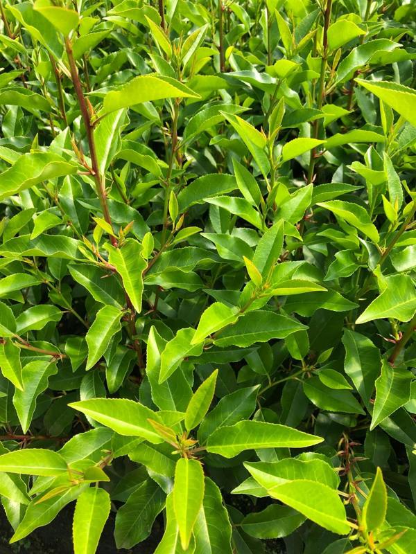Direct Plants 5x Portuguese Laurel Hedging Trees in Pots By Direct Plants