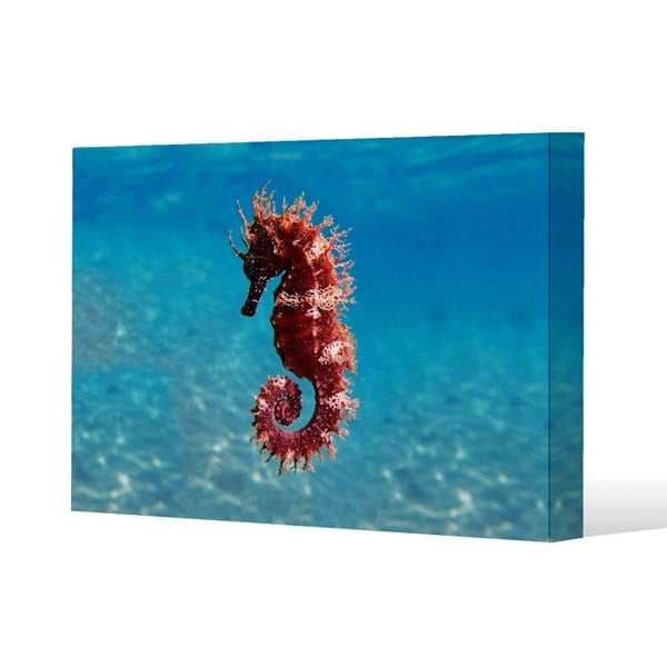 Benjamin Tate Design Mediterranean Seahorse Slim Style Canvas Print  75x100cm , 15mm Slim Real wood.