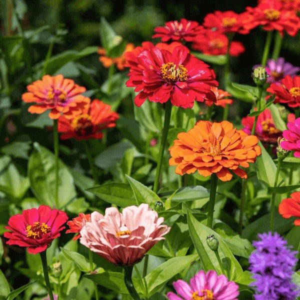 premier seeds zinnia