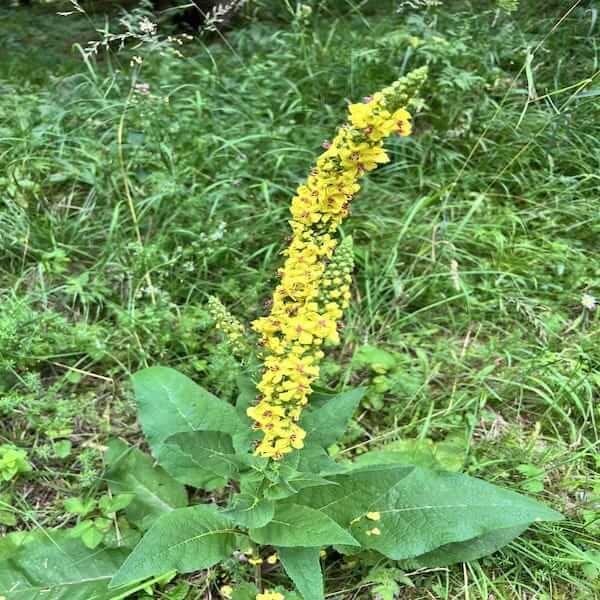 agrimony common eupatoria packet seeds organic