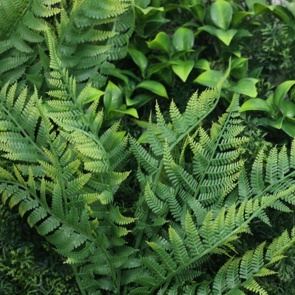 Premium Artificial Plants Green Wall Panel 1m x 50cm - Oasis