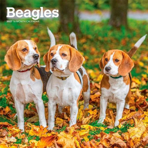 Beagles Calendar 2027, Wall Calendars, Month To View, Dogs, Gift