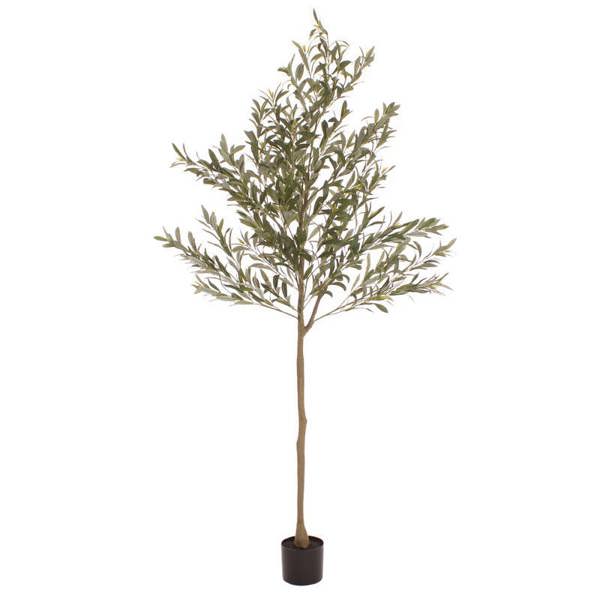 Scottish Everlastings 190cm Olive Tree