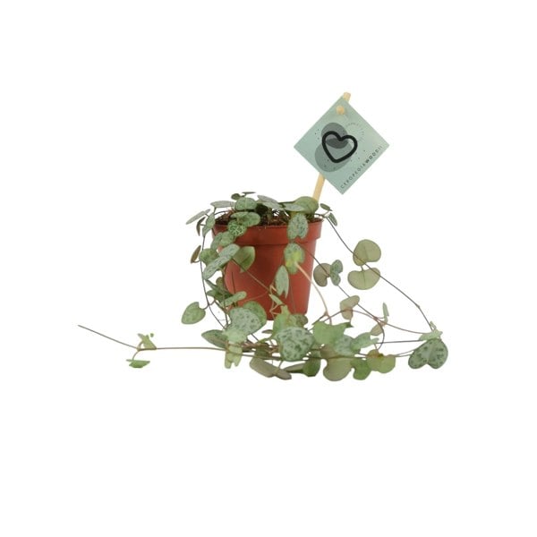 String Of Hearts 8.5cm Pot Plants By Post