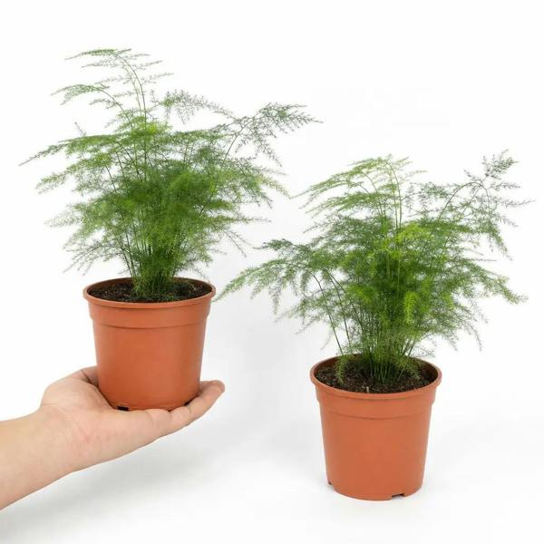 Asparagus Setaceus Lace Fern 12cm Pot Plants By Post