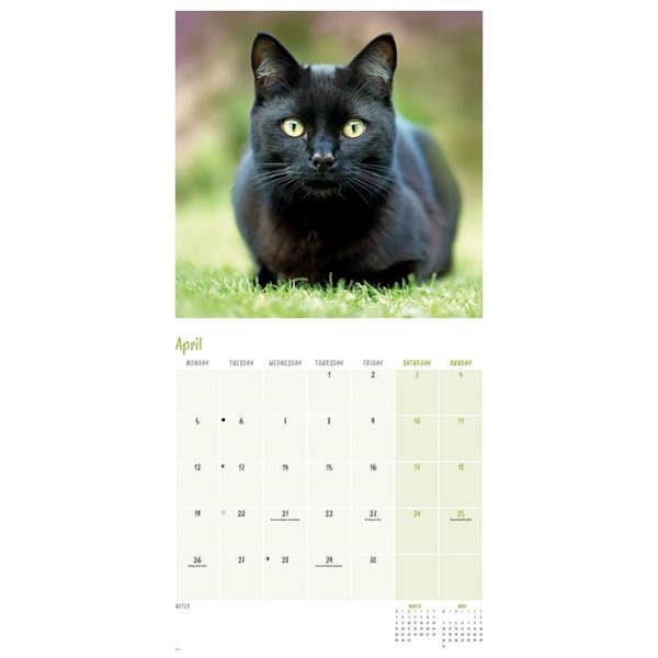 Black Cats Calendar 2027, Wall Calendars, Month To View, Cats, Gift
