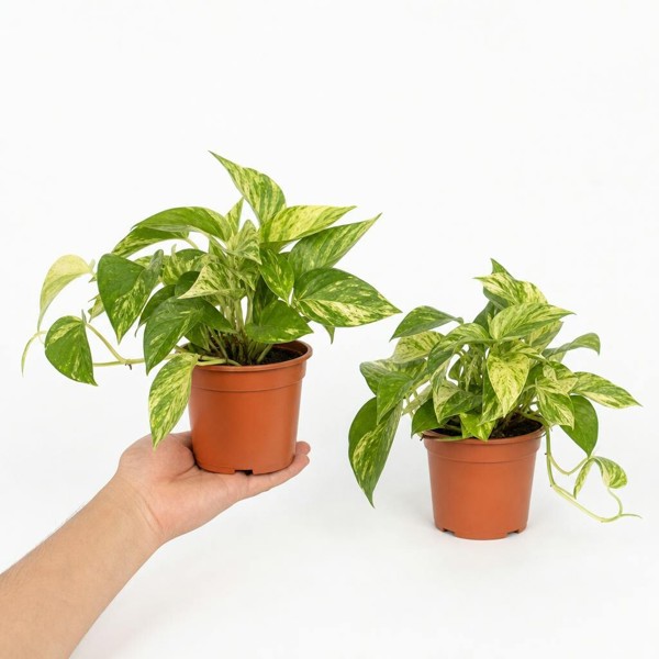 Epipremnum Aureum – Golden Pothos Devil’s Ivy Houseplant in 12cm Pot - Nursery Pot - 2