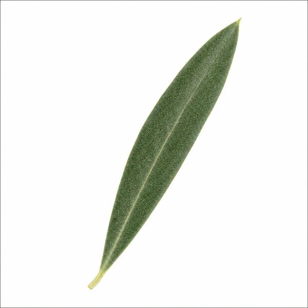 Close-up of a healthy olive tree leaf with silvery green foliage.