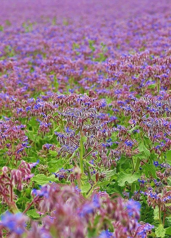 borage seeds bulk