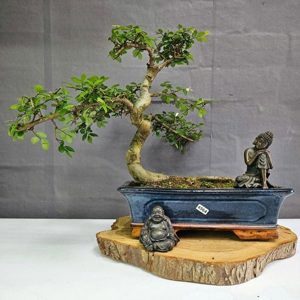 Yorkshire Bonsai Chinese Elm (Ulmus Parvifolia) Bonsai Tree | Shaped | In 30cm Pot