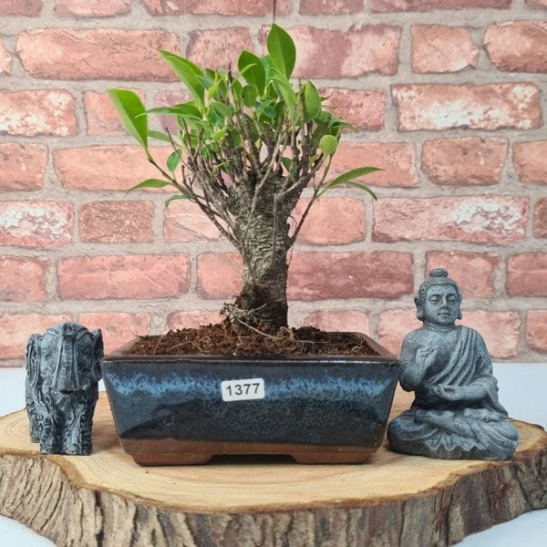 Ficus Microcarpa (Banyan Fig) Indoor Bonsai Tree | Broom | In 15cm Pot - Yorkshire Bonsai