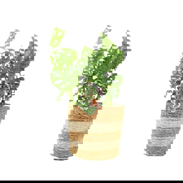 Monstera Monkey Cheese Plant - Swiss Cheese Plant Tropical Houseplant Plants By Post