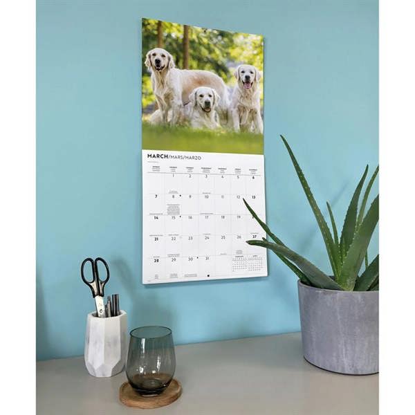 Golden Retrievers Calendar 2027, Wall Calendars, Month To View, Dogs, Gift