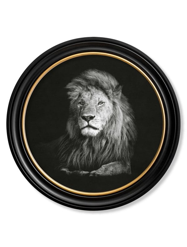 Exceptional Art Wildlife Photography - Lion - Round Frame