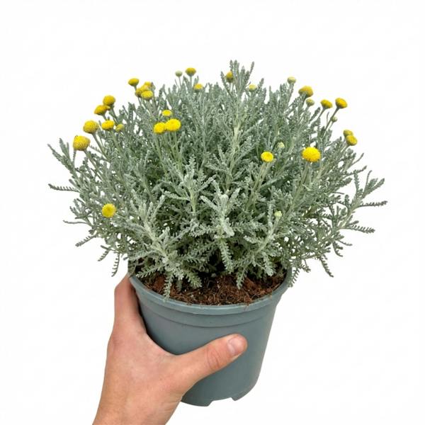 Santolina chamaecyparissus (Cotton Lavender) - 2L Pot The Rose Press Garden