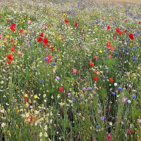 wild flowers best wild meadow seeds uk