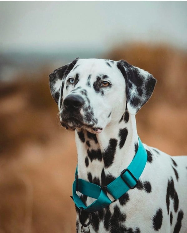 The Dog and Bone Company The Martingale Hound Collar