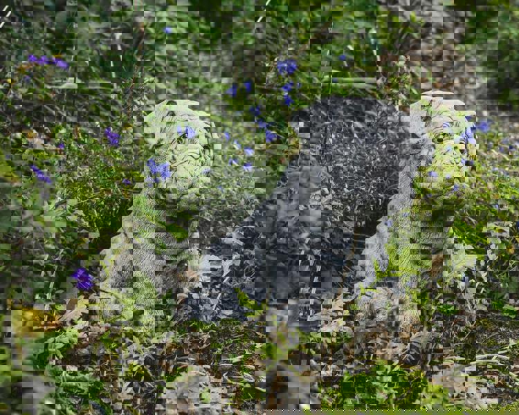 Cute Bulldog Pup Garden Ornament