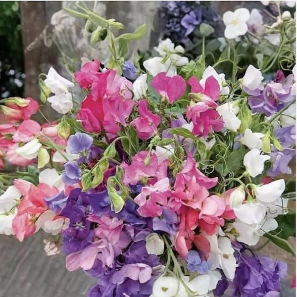 Lathyrus odoratus “Bijou” mixed sweet pea seeds – compact scented dwarf variety in pastel pink, blue, white and red for borders, containers and mixed planting.