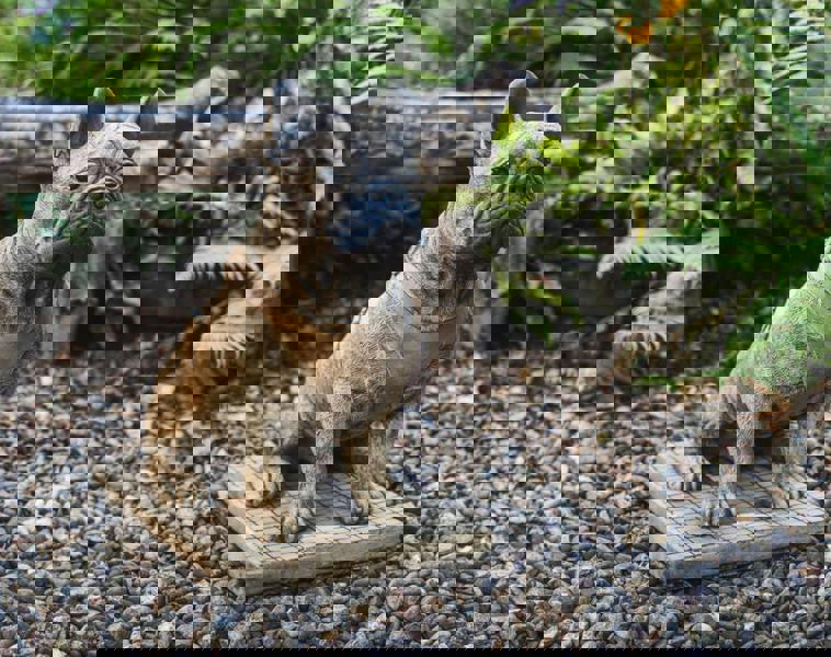 Life-Size French Bulldog Statue