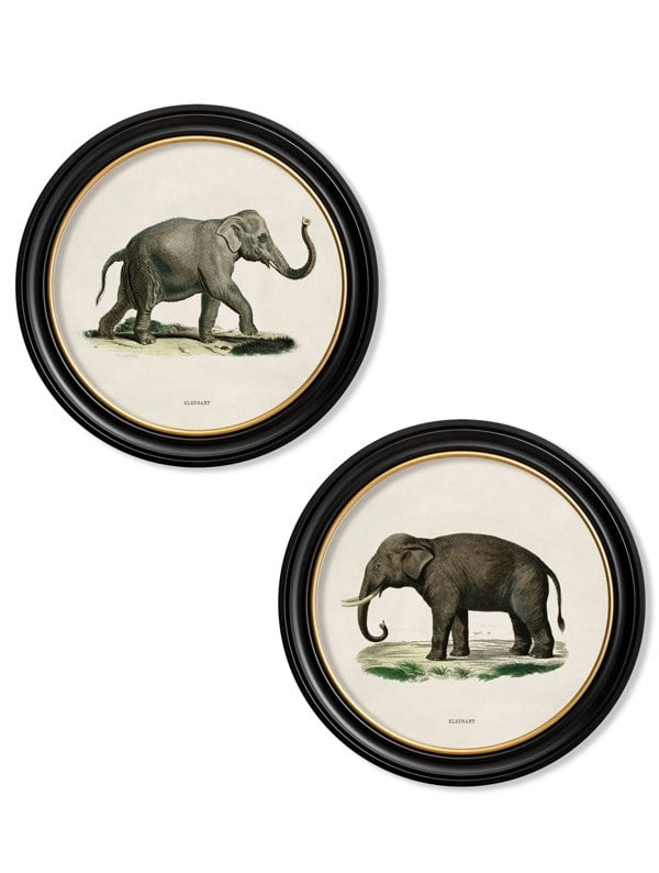 Exceptional Art c.1846 Elephants in Round Frame