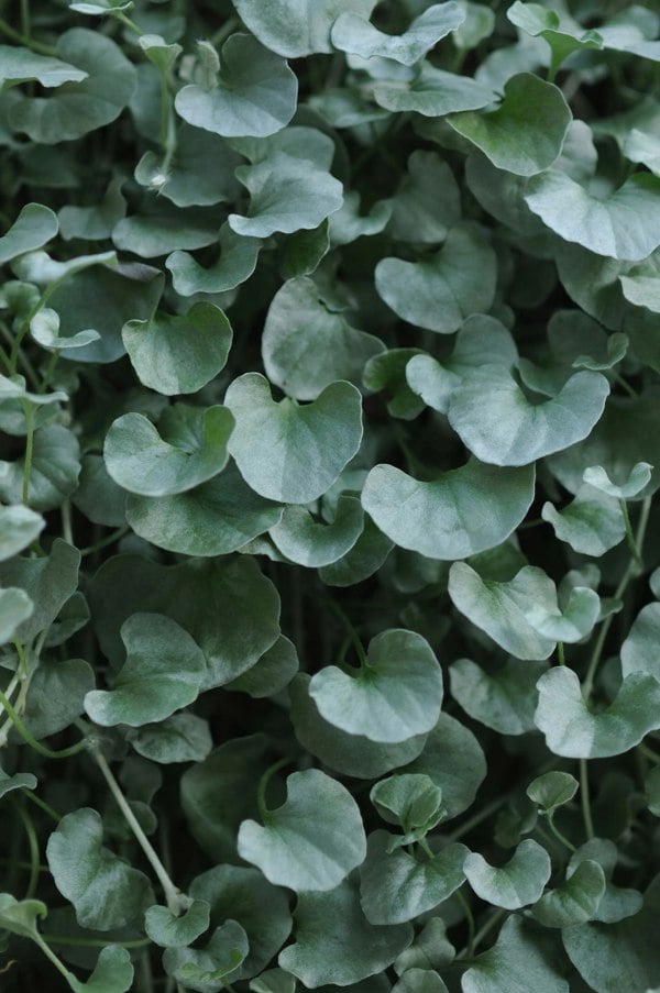 Dichondra Silver Falls 9cm In Recyclable Pots x 3 Plants plants by post