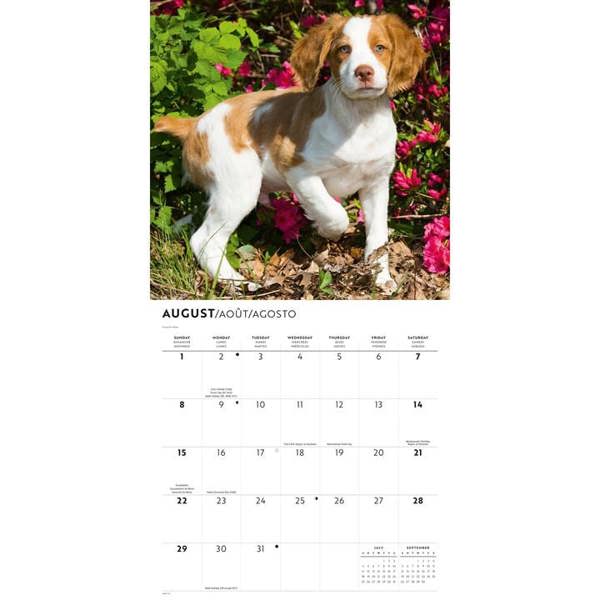 Brittanys Calendar 2027, Wall Calendars, Month To View, Dogs, Gift