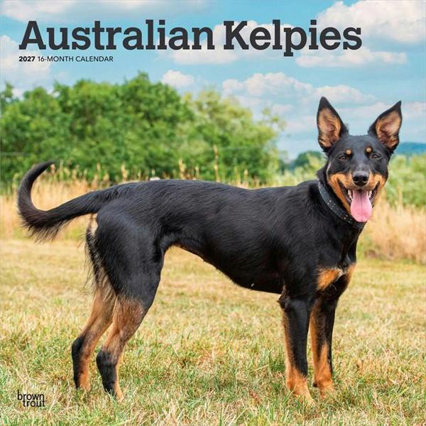 Australian Kelpies Calendar 2027, Wall Calendars, Month To View, Dogs, Gift