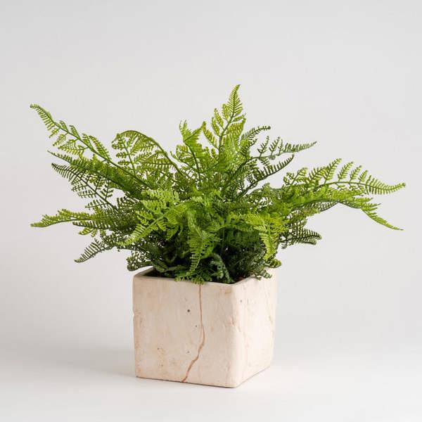 Scottish Everlastings 37cm Fern in Travertine Style Pot