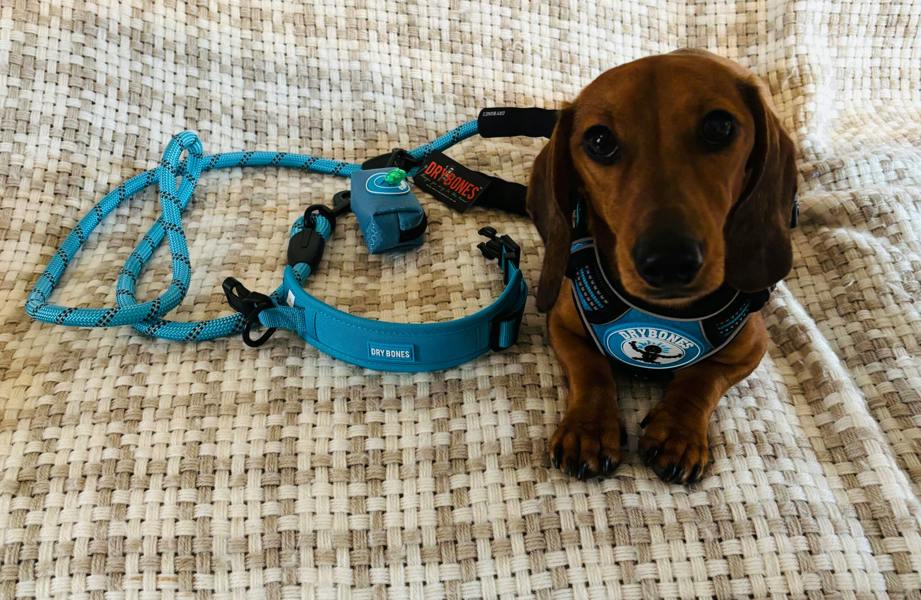 DRYBONES Dog/Pet Accessories Bundle