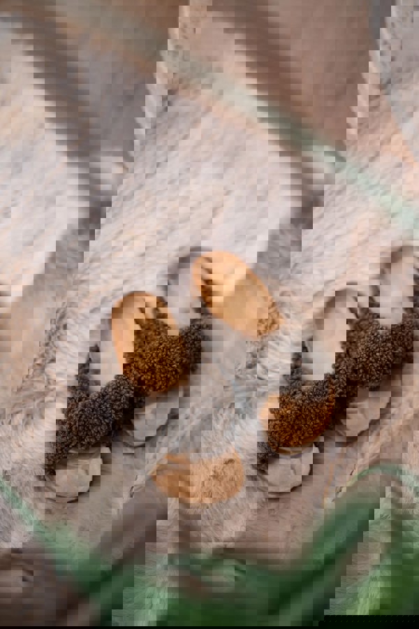 Lilly Cross Slipper Taupe