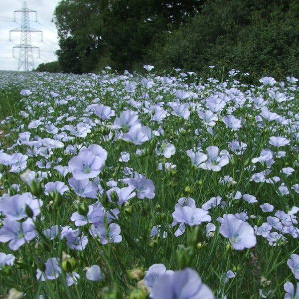 Field of Linseed flowers