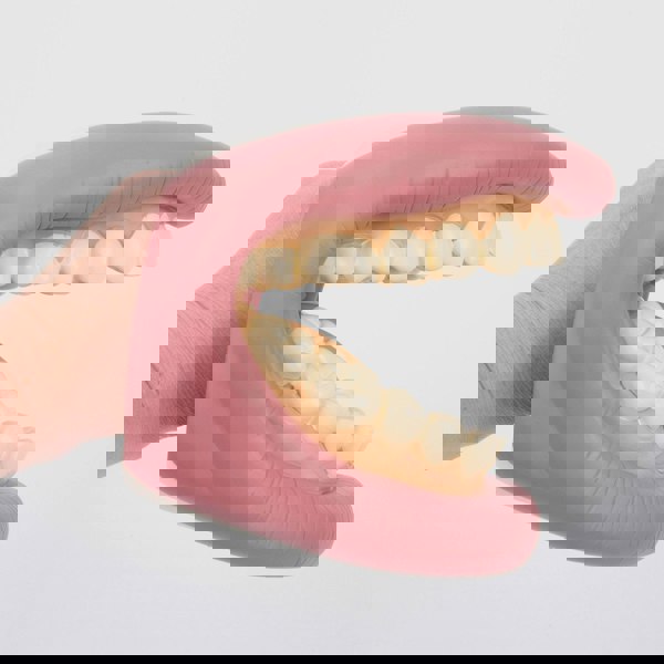 tickit Giant Teeth Demonstration Set