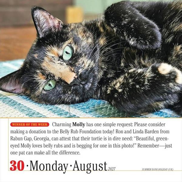 365 Days Of Cats Desk Calendar 2027, Desk Calendars, Day To View, Cats, Gift