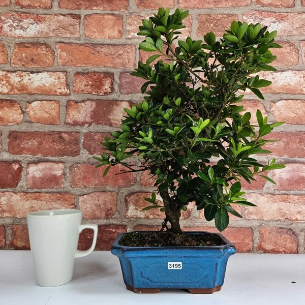 Yorkshire Bonsai Azalea (Rhododendron) Bonsai Tree | Shaped | In 15cm Pot