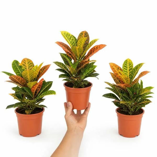 Croton Petra Josephs Coat 12cm Pot Plants By Post